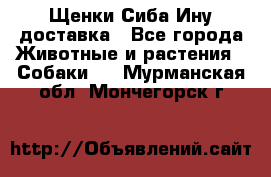 Щенки Сиба Ину доставка - Все города Животные и растения » Собаки   . Мурманская обл.,Мончегорск г.